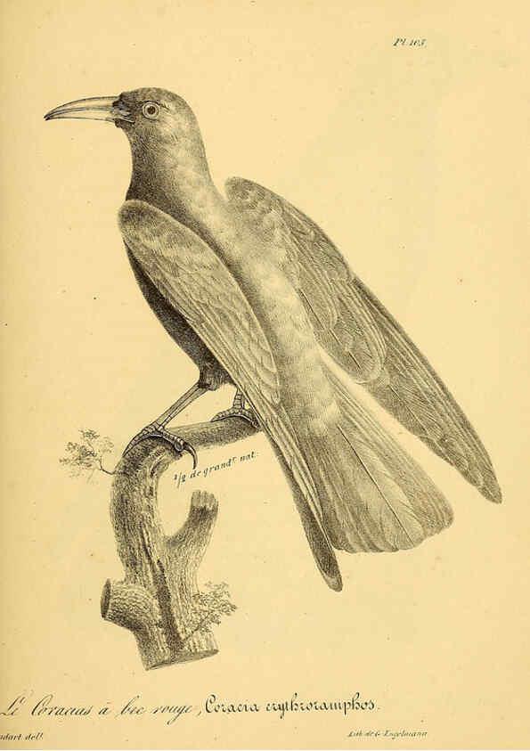Reproducción/Reproduction 6002481452: La galerie des oiseaux Paris :Carpentier-Méricourt,1834