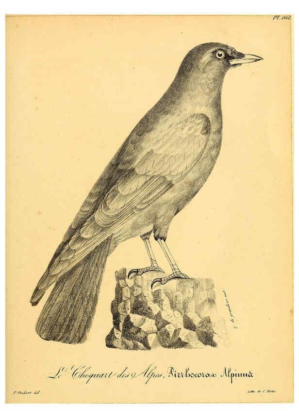 Reproducción/Reproduction 6001934203: La galerie des oiseaux Paris :Carpentier-Méricourt,1834