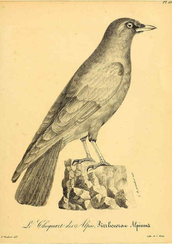 Reproducción/Reproduction 6001934203: La galerie des oiseaux Paris :Carpentier-Méricourt,1834