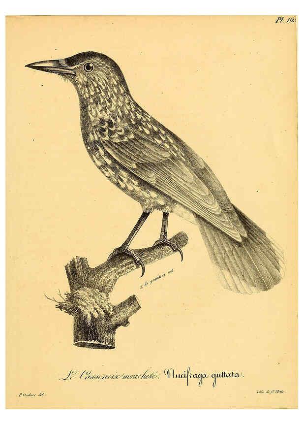 Reproducción/Reproduction 6002482522: La galerie des oiseaux Paris :Carpentier-Méricourt,1834