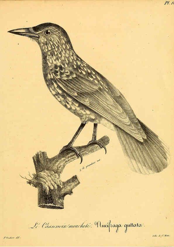 Reproducción/Reproduction 6002482522: La galerie des oiseaux Paris :Carpentier-Méricourt,1834