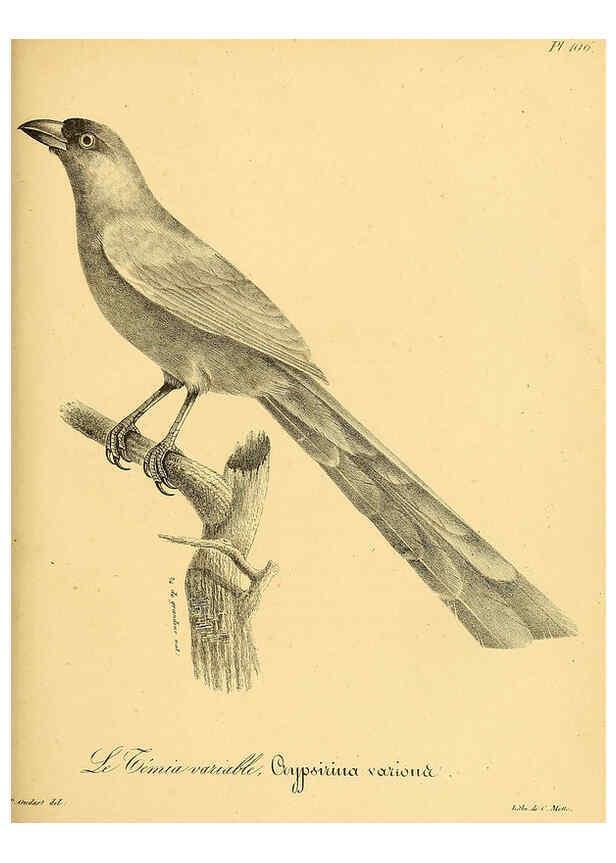 Reproducción/Reproduction 6001935061: La galerie des oiseaux Paris :Carpentier-Méricourt,1834
