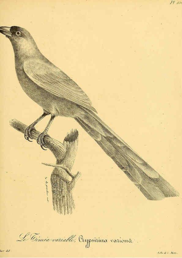 Reproducción/Reproduction 6001935061: La galerie des oiseaux Paris :Carpentier-Méricourt,1834