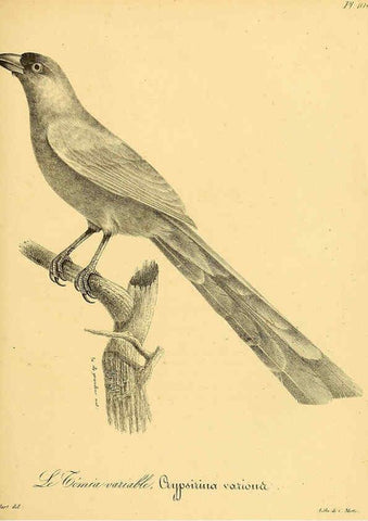 Reproducción/Reproduction 6001935061: La galerie des oiseaux Paris :Carpentier-Méricourt,1834