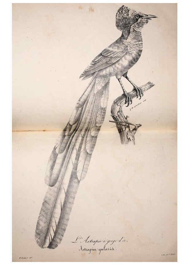 Reproducción/Reproduction 6002483216: La galerie des oiseaux Paris :Carpentier-Méricourt,1834