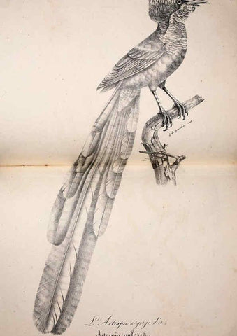 Reproducción/Reproduction 6002483216: La galerie des oiseaux Paris :Carpentier-Méricourt,1834