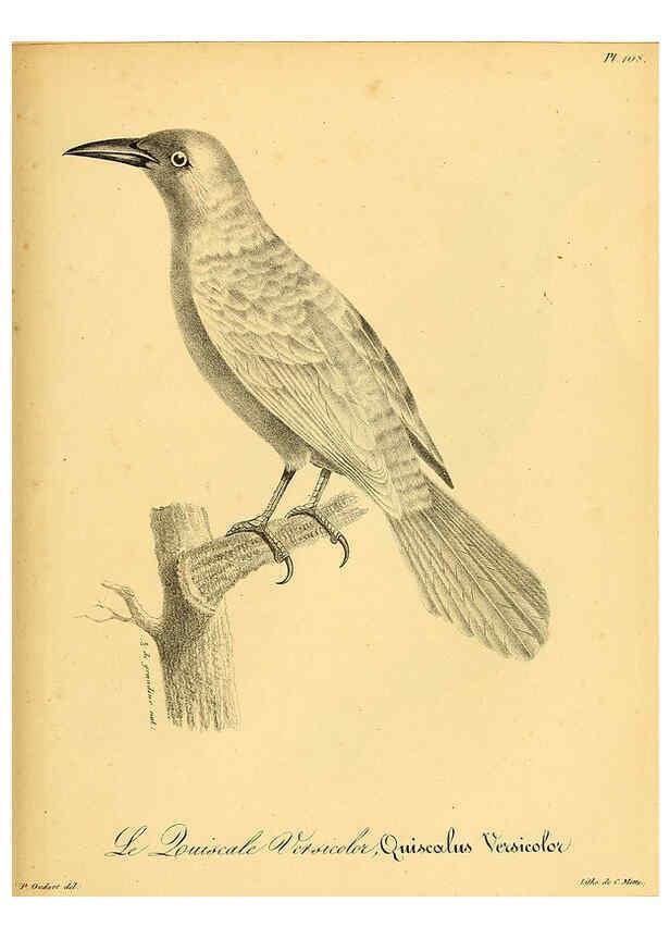 Reproducción/Reproduction 6002483470: La galerie des oiseaux Paris :Carpentier-Méricourt,1834
