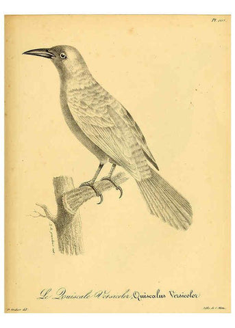 Reproducción/Reproduction 6002483470: La galerie des oiseaux Paris :Carpentier-Méricourt,1834
