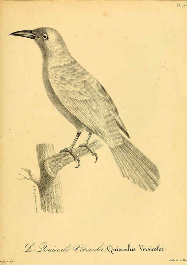 Reproducción/Reproduction 6002483470: La galerie des oiseaux Paris :Carpentier-Méricourt,1834