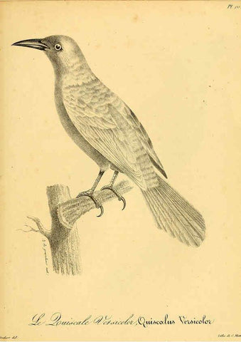 Reproducción/Reproduction 6002483470: La galerie des oiseaux Paris :Carpentier-Méricourt,1834
