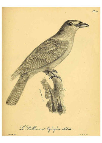 Reproducción/Reproduction 6001936055: La galerie des oiseaux Paris :Carpentier-Méricourt,1834