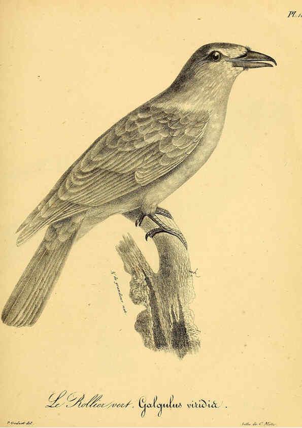 Reproducción/Reproduction 6001936055: La galerie des oiseaux Paris :Carpentier-Méricourt,1834