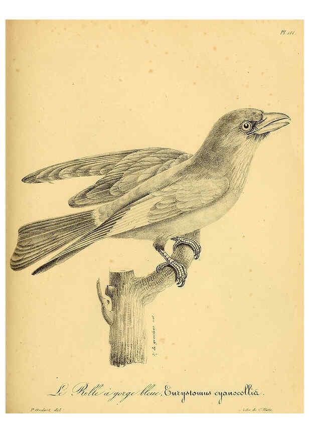 Reproducción/Reproduction 6001936377: La galerie des oiseaux Paris :Carpentier-Méricourt,1834