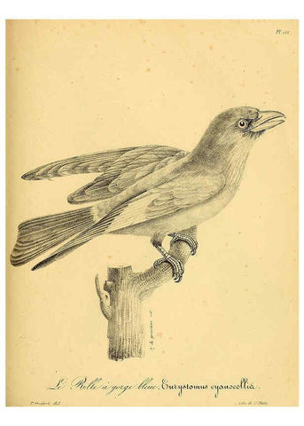 Reproducción/Reproduction 6001936377: La galerie des oiseaux Paris :Carpentier-Méricourt,1834