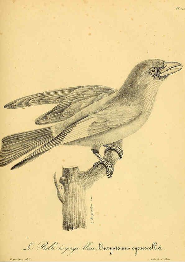 Reproducción/Reproduction 6001936377: La galerie des oiseaux Paris :Carpentier-Méricourt,1834