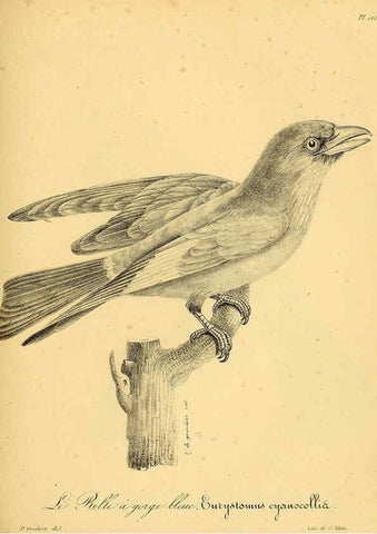 Reproducción/Reproduction 6001936377: La galerie des oiseaux Paris :Carpentier-Méricourt,1834