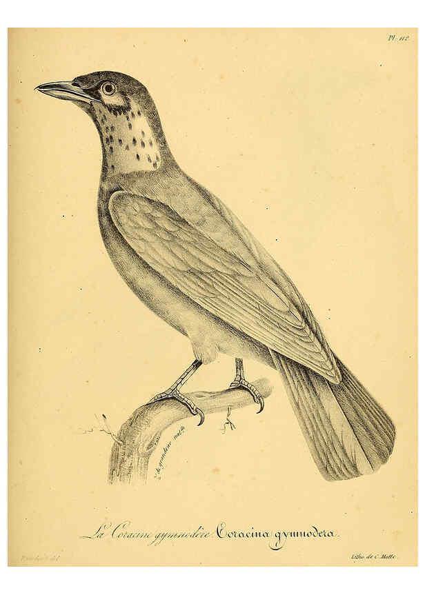 Reproducción/Reproduction 6001937057: La galerie des oiseaux Paris :Carpentier-Méricourt,1834