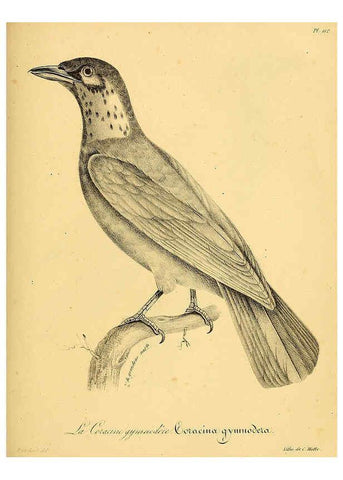 Reproducción/Reproduction 6001937057: La galerie des oiseaux Paris :Carpentier-Méricourt,1834