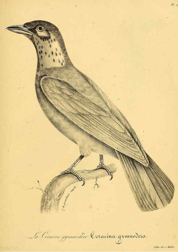 Reproducción/Reproduction 6001937057: La galerie des oiseaux Paris :Carpentier-Méricourt,1834
