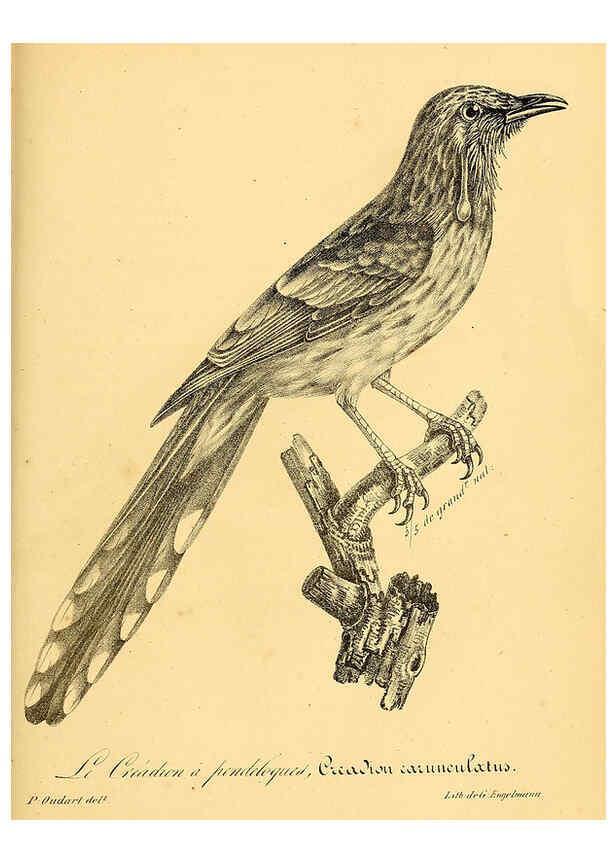Reproducción/Reproduction 6001929823: La galerie des oiseaux Paris :Carpentier-Méricourt,1834