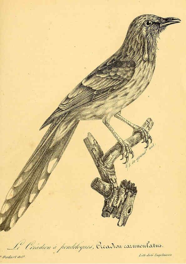 Reproducción/Reproduction 6001929823: La galerie des oiseaux Paris :Carpentier-Méricourt,1834
