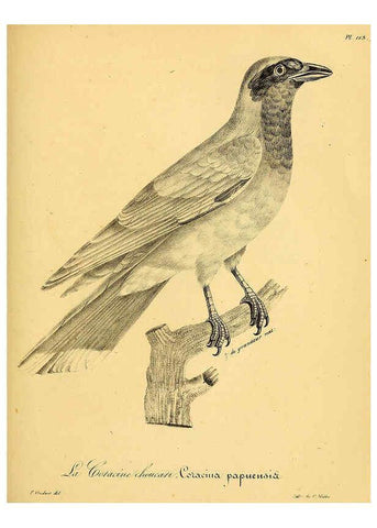 Reproducción/Reproduction 6001937465: La galerie des oiseaux Paris :Carpentier-Méricourt,1834