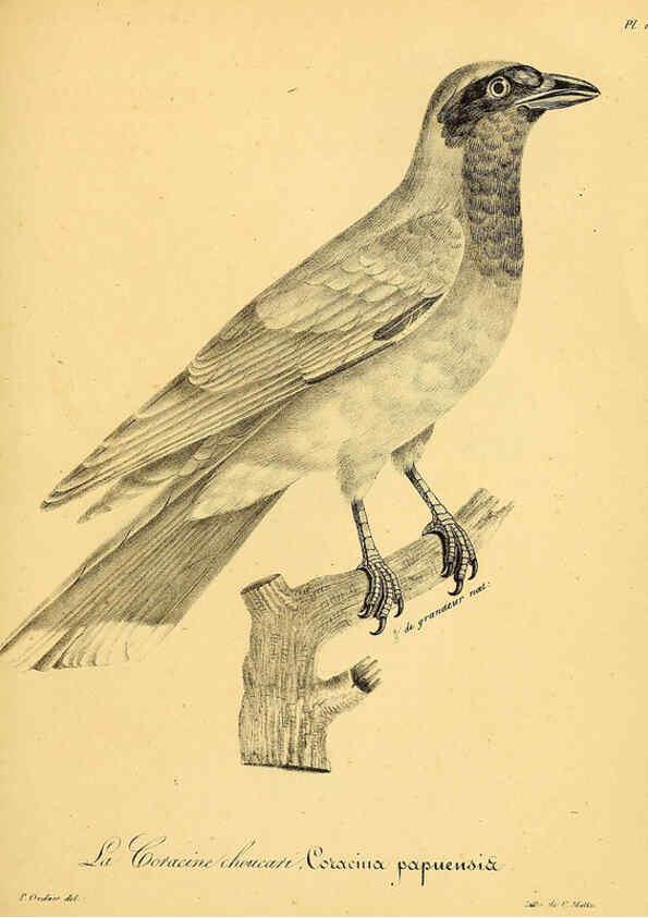 Reproducción/Reproduction 6001937465: La galerie des oiseaux Paris :Carpentier-Méricourt,1834
