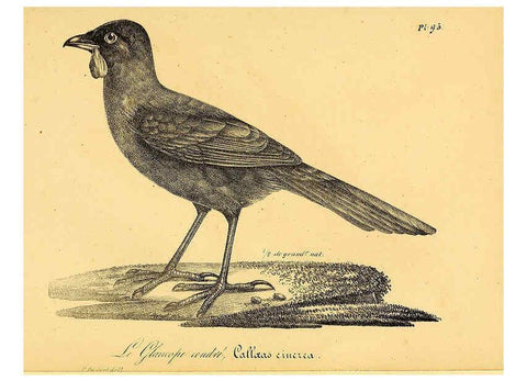 Reproducción/Reproduction 6001929321: La galerie des oiseaux Paris :Carpentier-Méricourt,1834
