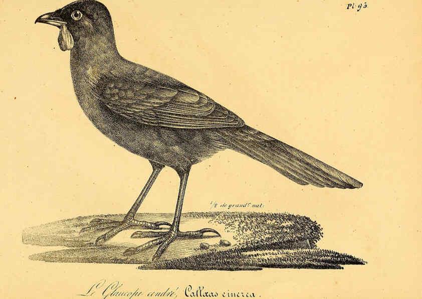 Reproducción/Reproduction 6001929321: La galerie des oiseaux Paris :Carpentier-Méricourt,1834