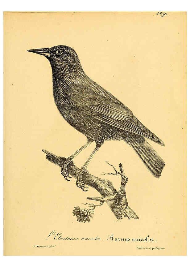 Reproducción/Reproduction 6002476350: La galerie des oiseaux Paris :Carpentier-Méricourt,1834