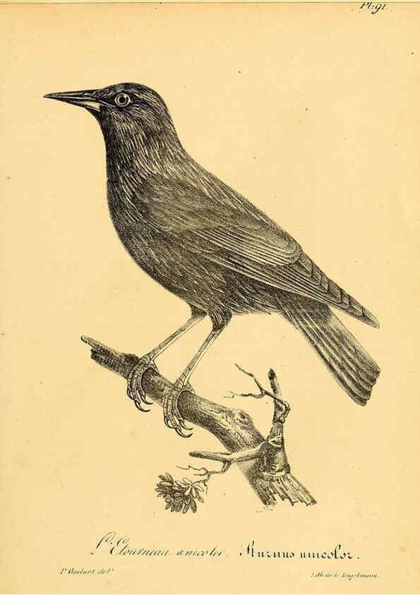 Reproducción/Reproduction 6002476350: La galerie des oiseaux Paris :Carpentier-Méricourt,1834