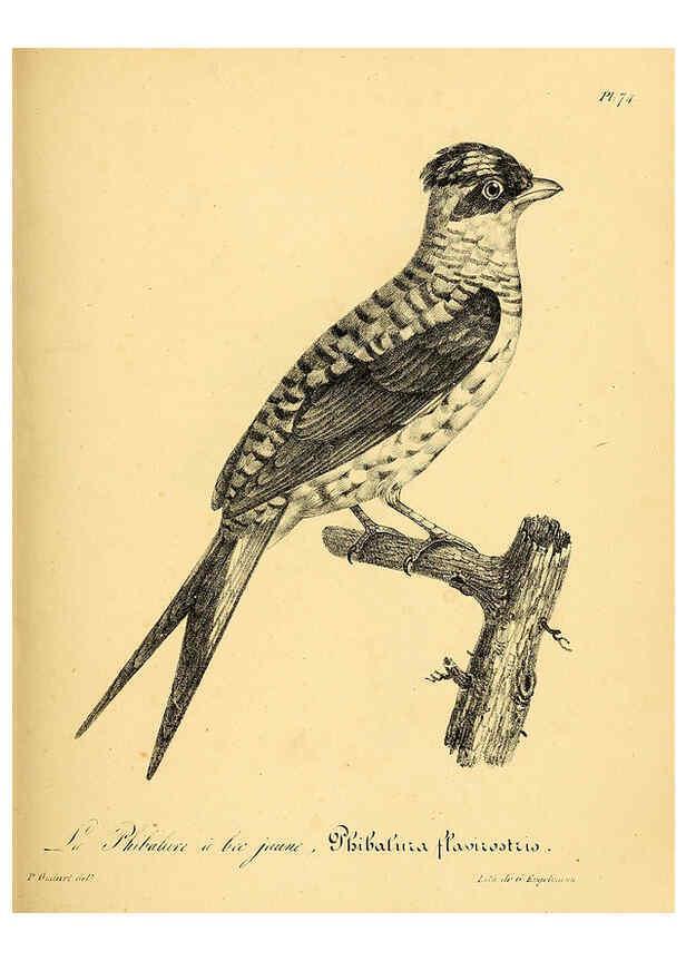 Reproducción/Reproduction 6002469920: La galerie des oiseaux Paris :Carpentier-Méricourt,1834