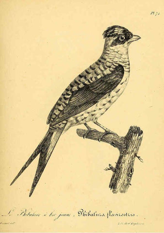 Reproducción/Reproduction 6002469920: La galerie des oiseaux Paris :Carpentier-Méricourt,1834