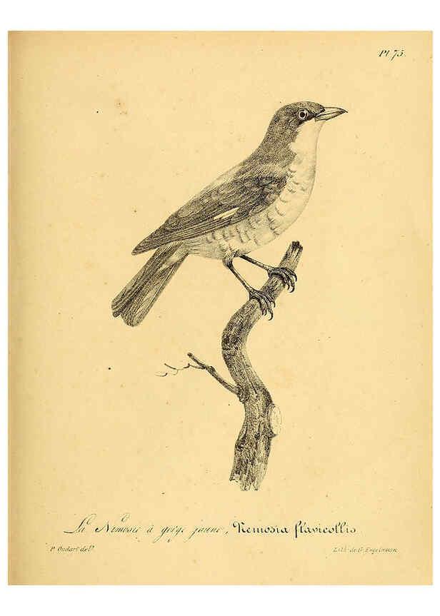 Reproducción/Reproduction 6001922321: La galerie des oiseaux Paris :Carpentier-Méricourt,1834