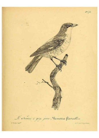 Reproducción/Reproduction 6001922321: La galerie des oiseaux Paris :Carpentier-Méricourt,1834