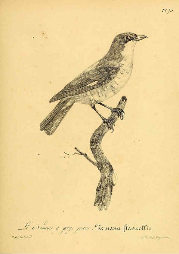 Reproducción/Reproduction 6001922321: La galerie des oiseaux Paris :Carpentier-Méricourt,1834