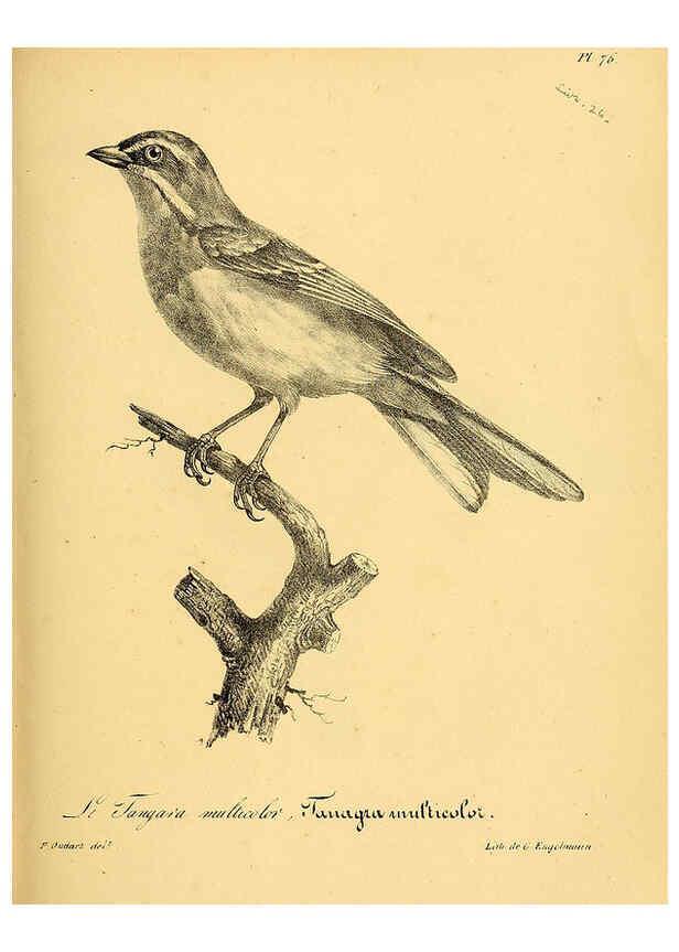 Reproducción/Reproduction 6001922575: La galerie des oiseaux Paris :Carpentier-Méricourt,1834