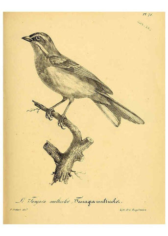 Reproducción/Reproduction 6001922575: La galerie des oiseaux Paris :Carpentier-Méricourt,1834