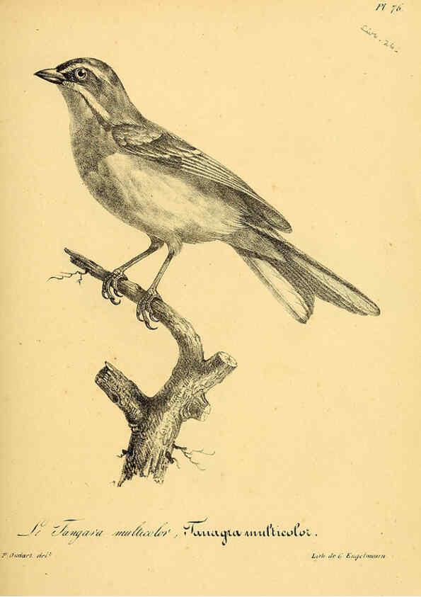 Reproducción/Reproduction 6001922575: La galerie des oiseaux Paris :Carpentier-Méricourt,1834