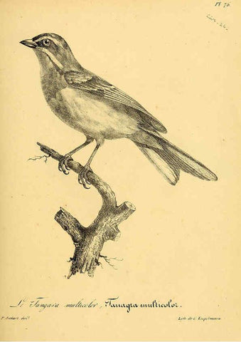 Reproducción/Reproduction 6001922575: La galerie des oiseaux Paris :Carpentier-Méricourt,1834