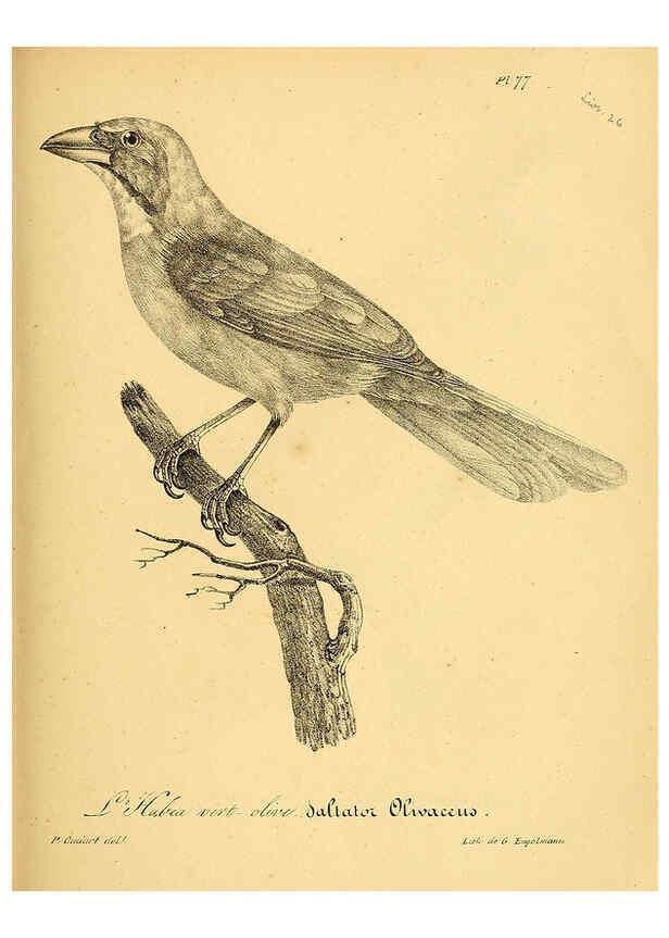 Reproducción/Reproduction 6002470972: La galerie des oiseaux Paris :Carpentier-Méricourt,1834
