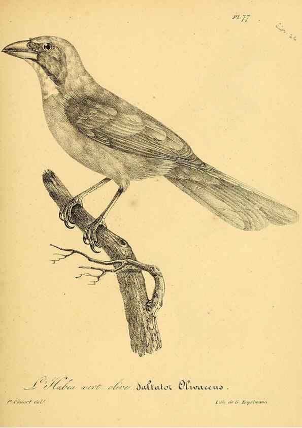 Reproducción/Reproduction 6002470972: La galerie des oiseaux Paris :Carpentier-Méricourt,1834