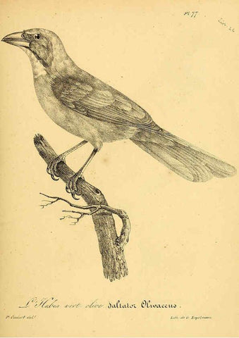 Reproducción/Reproduction 6002470972: La galerie des oiseaux Paris :Carpentier-Méricourt,1834