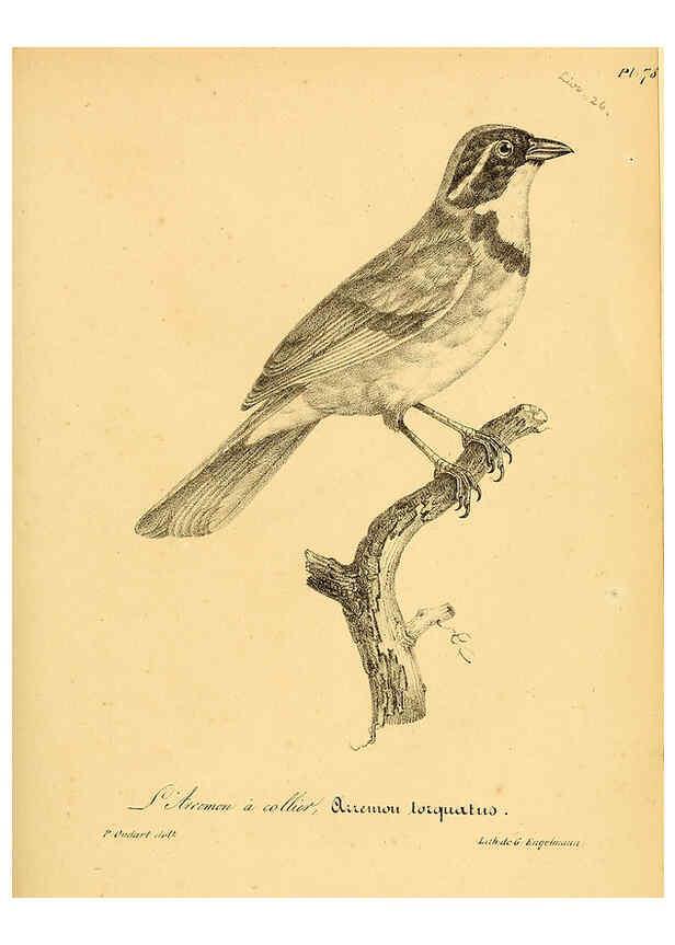 Reproducción/Reproduction 6001923395: La galerie des oiseaux Paris :Carpentier-Méricourt,1834