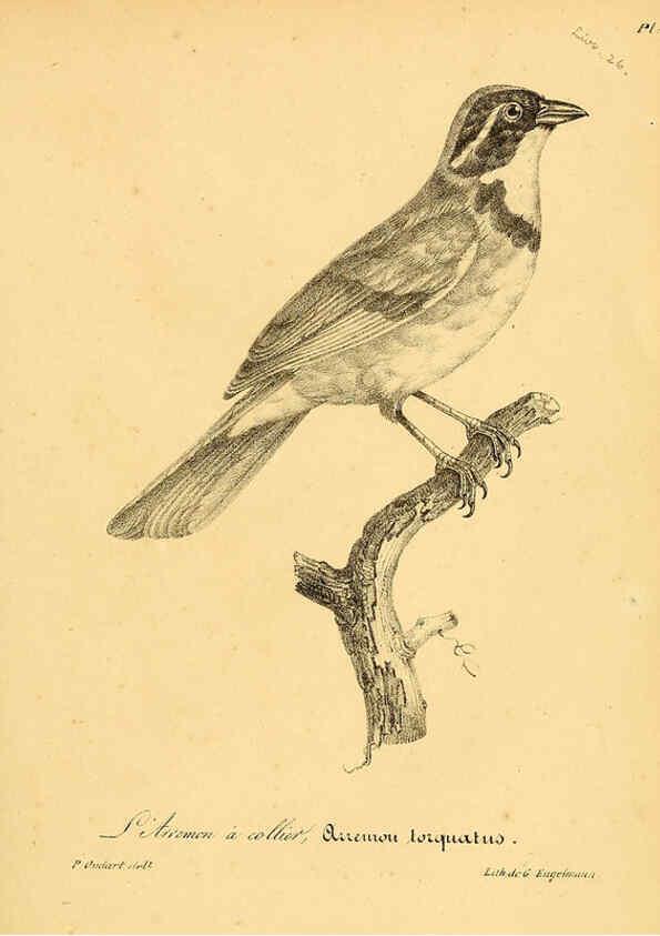 Reproducción/Reproduction 6001923395: La galerie des oiseaux Paris :Carpentier-Méricourt,1834