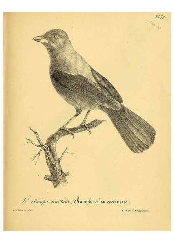 Reproducción/Reproduction 6001923699: La galerie des oiseaux Paris :Carpentier-Méricourt,1834