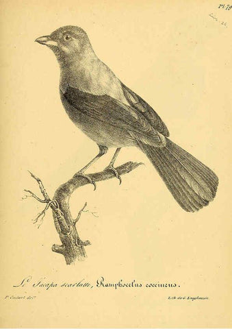 Reproducción/Reproduction 6001923699: La galerie des oiseaux Paris :Carpentier-Méricourt,1834