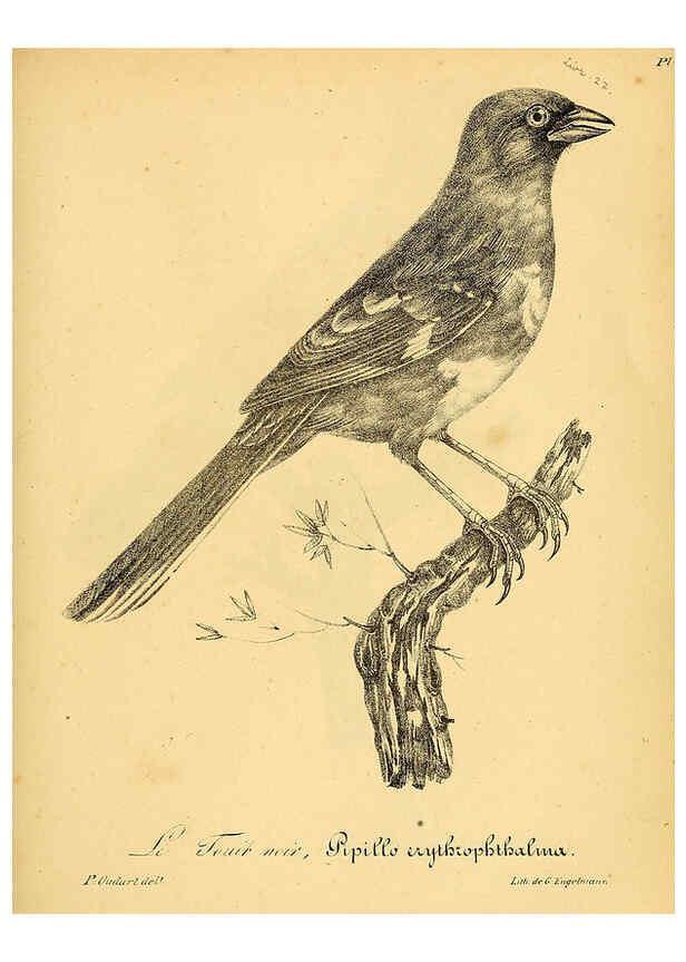 Reproducción/Reproduction 6002472018: La galerie des oiseaux Paris :Carpentier-Méricourt,1834