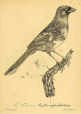 Reproducción/Reproduction 6002472018: La galerie des oiseaux Paris :Carpentier-Méricourt,1834
