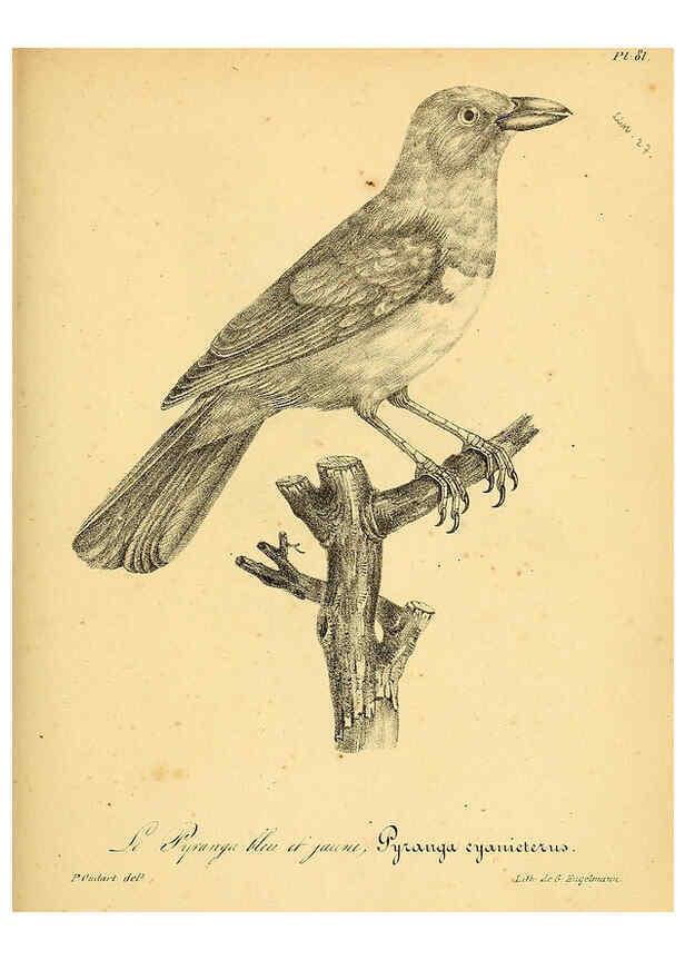 Reproducción/Reproduction 6001924653: La galerie des oiseaux Paris :Carpentier-Méricourt,1834